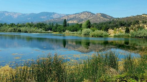 Scenic view of lake in forest against clear sky