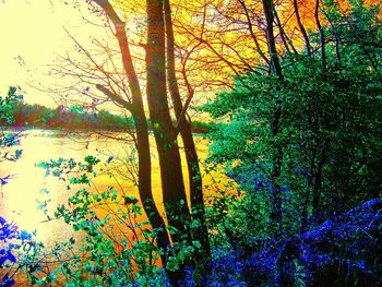 Trees in forest during autumn