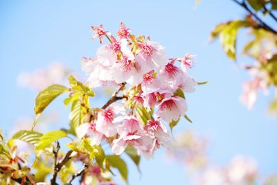 Low angle view of pink flowers blooming against sky