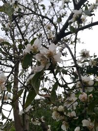 White apple blossoms in spring