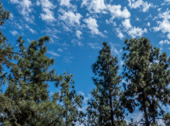 Low angle view of trees against blue sky