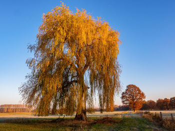 Trees on field against clear sky during autumn
