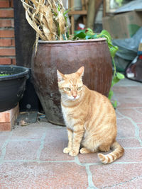 Portrait of cat sitting on potted plant