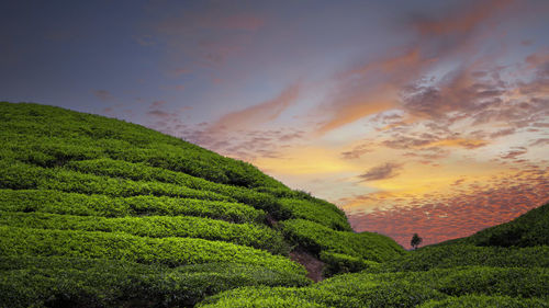 Scenic view of agricultural field against sky during dramatic sunset