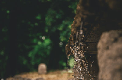 Close-up of tree trunk in forest
