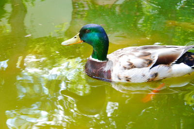 Duck swimming in lake