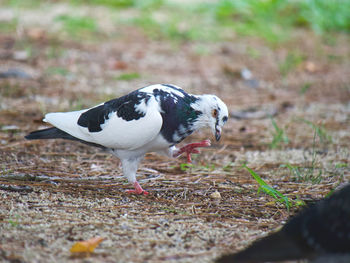 Close-up of a bird on field