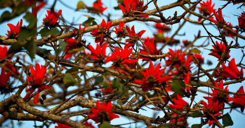 Low angle view of red flowers on tree