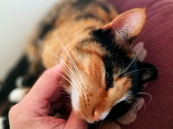 Close-up of hand holding ginger