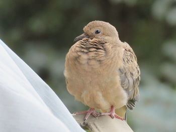 Close-up of bird perching on railing