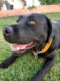 Close-up of dog looking away