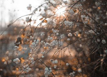 Close-up of dry leaves on tree