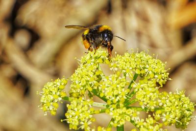 Close-up of bee pollinating on flower