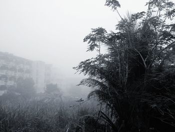 Trees and buildings against sky