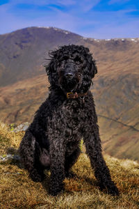 Portrait of dog sitting on field