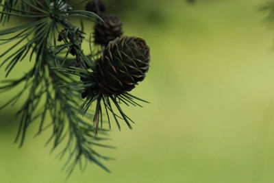 Close-up of pine cone on branch