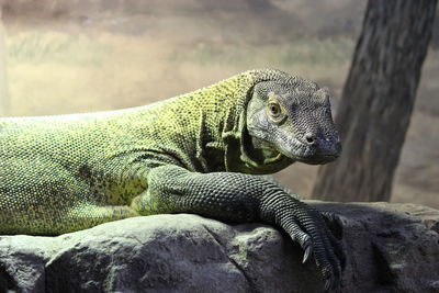 Close-up of komodo dragon