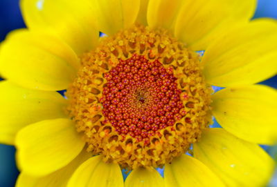 Close-up of yellow flower