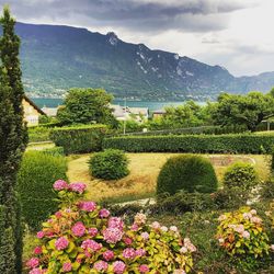 Scenic view of flowering plants by trees against sky