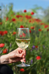 Close-up of hand holding glass of red wine
