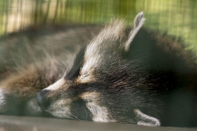 Close-up of dog sleeping