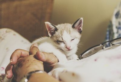 Close-up of hand holding kitten