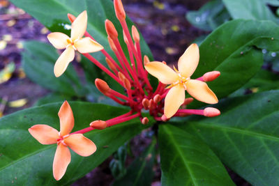 Close-up of frangipani blooming outdoors
