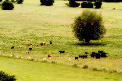 Flock of birds on a field