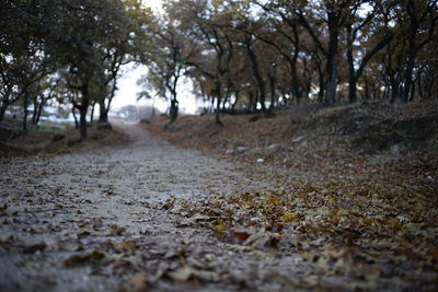View of trees on landscape
