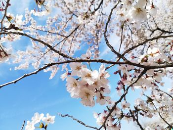 Low angle view of cherry blossoms against sky