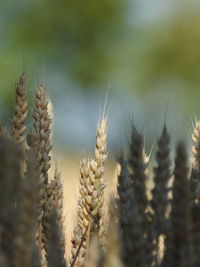 Close-up of plant