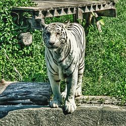 View of cat in zoo