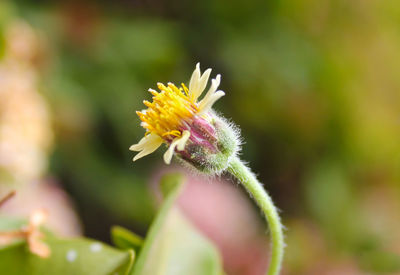 Close-up of pink flower