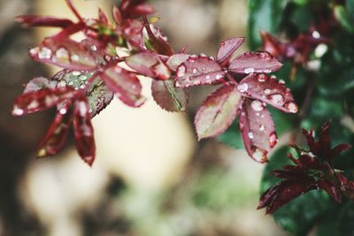 Close-up of pink flowers