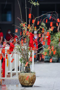 Close-up of red flowering plant