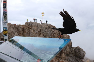 Seagulls flying over sea against sky