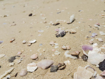 High angle view of shells on sand