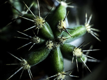 Close-up of caterpillar on plant