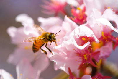 Close-up of insect on pink flower