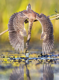 Close-up of bird flying over water