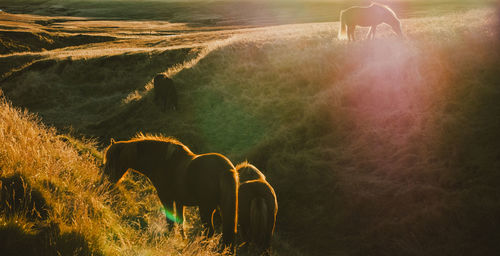 View of horse grazing on field