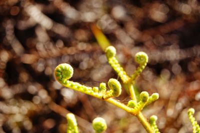 Close-up of fresh green plant