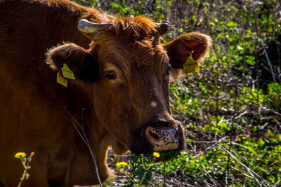 Cow standing in a field