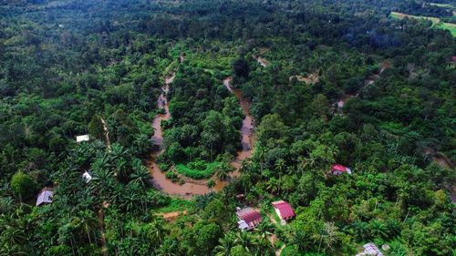 High angle view of pine trees in forest