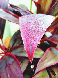 Close-up of pink flower