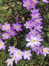 High angle view of purple crocus flowers on field