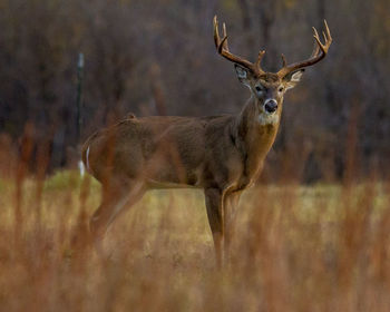 Portrait of deer