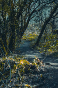 Trees in forest during winter