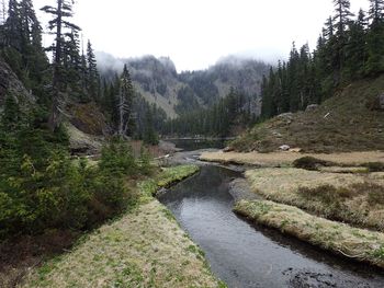 Scenic view of river in forest against sky