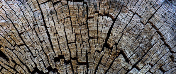 Full frame shot of tree stump